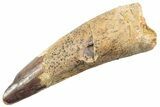 Fossil Spinosaurus Tooth - Real Dinosaur Tooth #360141-1